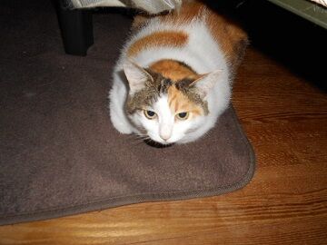 7月13日（59）仮