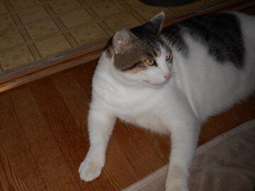 8月16日（12）仮