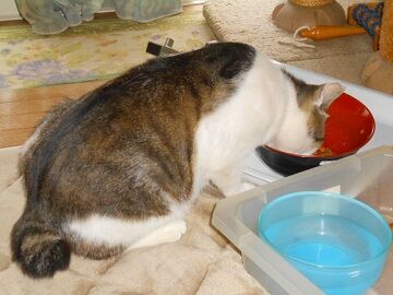 6月18日（18）仮