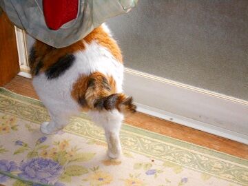 3月17日（13）仮