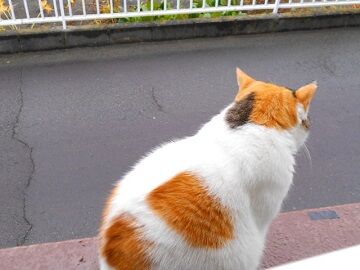 10月29日（5）仮