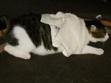 9月11日（26）仮