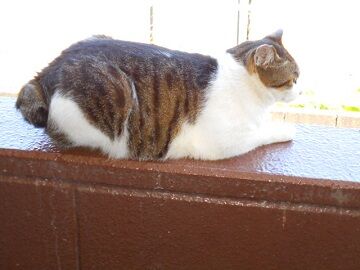 5月11日（33）仮