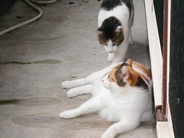 8月23日（34）仮