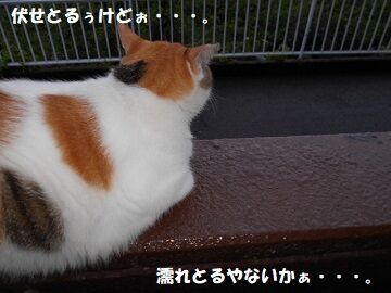 9月7日（5-14）仮