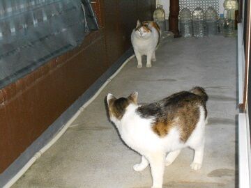 5月19日（35）仮