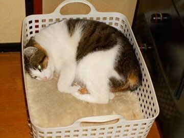 11月11日（27）仮