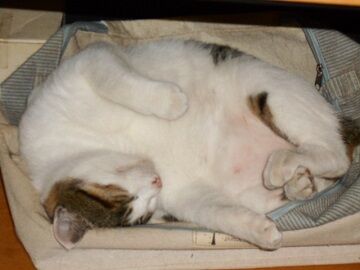 9月18日（57）仮