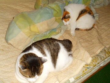 11月11日（10）仮