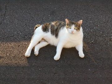 8月13日（12）仮