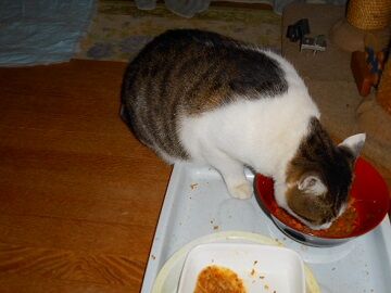 12月5日（22）仮