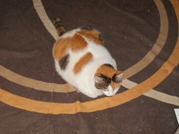 9月4日（116）仮