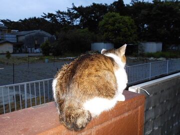 5月28日（79）仮