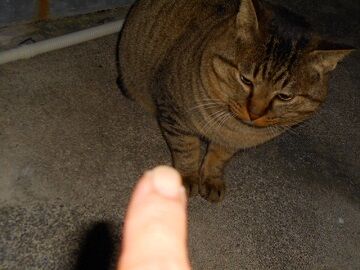 12月15日（52）仮