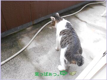 8月23日（27）仮