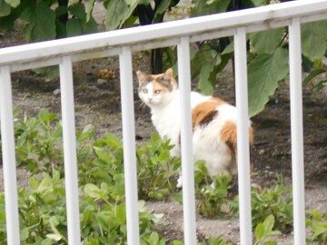 6月29日（90）仮