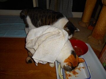 11月11日（5）仮