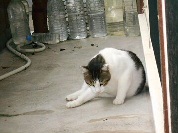 8月23日（40）仮