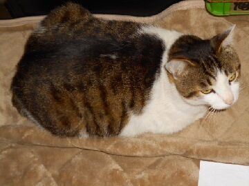 5月20日（50）仮