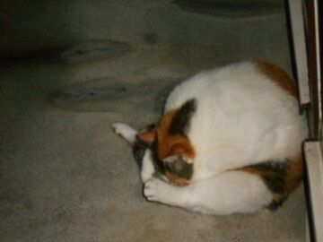 7月25日（32）仮