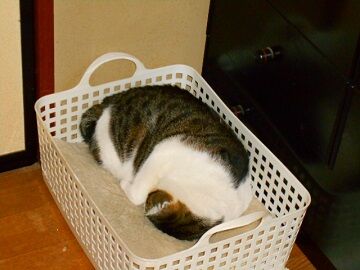 12月20日（1）仮