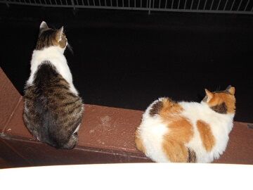 6月27日（34）仮