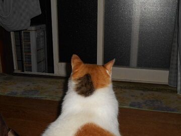 7月26日（67）仮