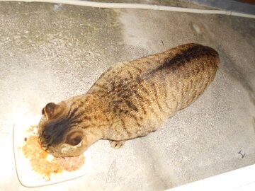 12月8日（30）仮