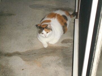 7月31日（57）仮