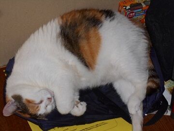 9月17日（6-8）仮