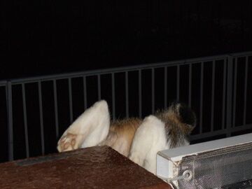 6月21日（29）仮