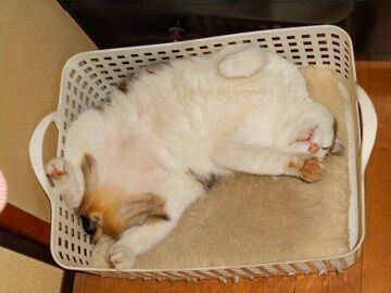 5月18日（73）仮