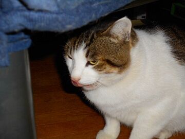 12月13日（44）仮