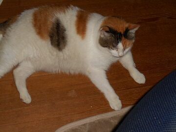 8月24日（35）仮