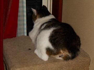 7月25日（28）仮