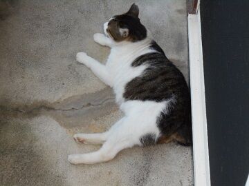 8月14日（35）仮