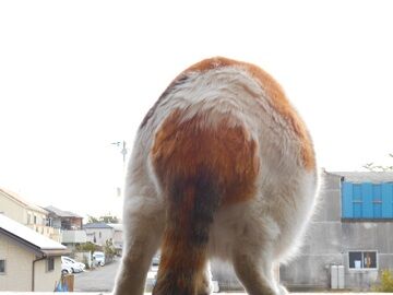 3月17日（14）仮