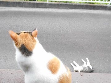 7月31日（45）仮