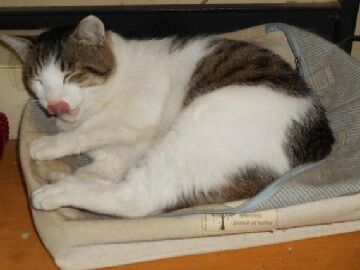 6月26日（37）仮