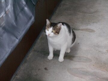 7月30日（36）仮