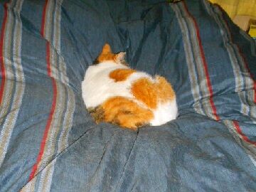 1月26日（16）使用