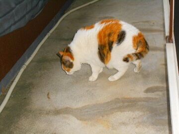 5月24日（23）仮