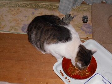 10月11日（19-7）仮