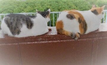 8月9日（14.5）仮