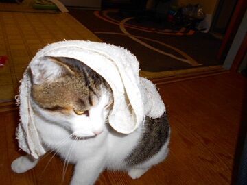 11月22日（5）仮