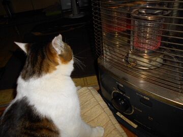 1月22日（36）仮