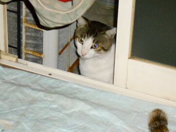 6月22日（22）仮