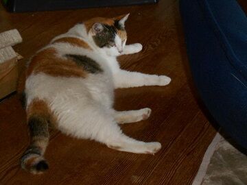 8月13日（19）仮