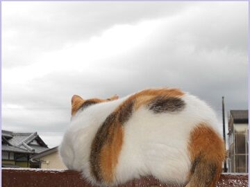 8月28日（13）仮