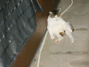 6月13日（68）仮